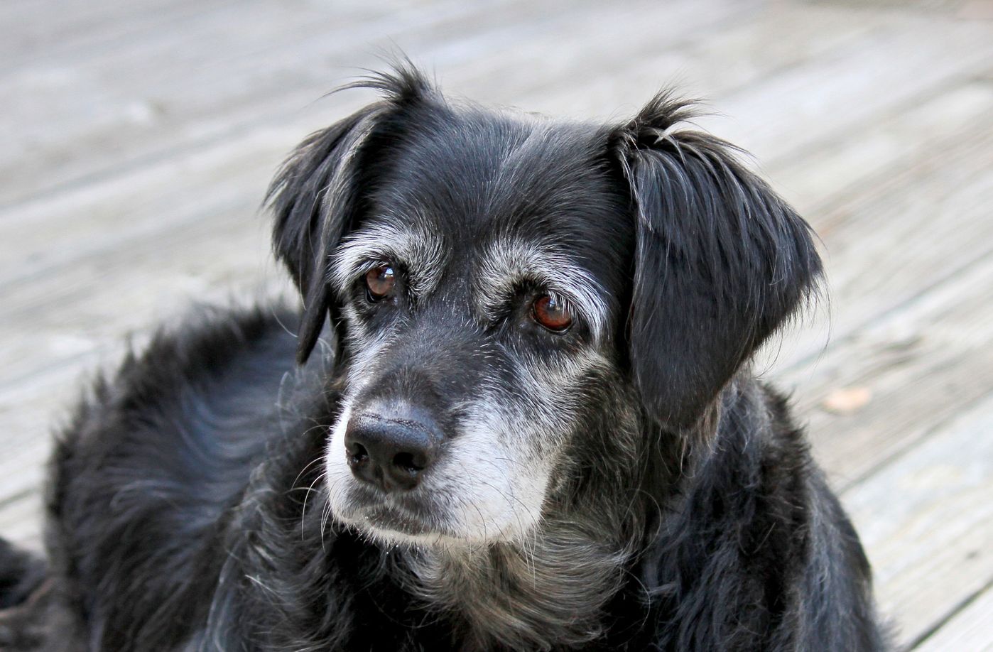 獣医師が解説 愛犬の老化サインやシニアになってからの暮らし方 いぬのきもちweb Magazine 獣医師が解説 愛犬の老化サインやシニアになってからの暮らし方 いぬのきもちweb Magazine