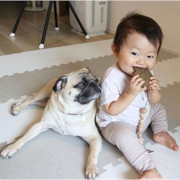 床の研究をするおとーとくんと見守るパグ