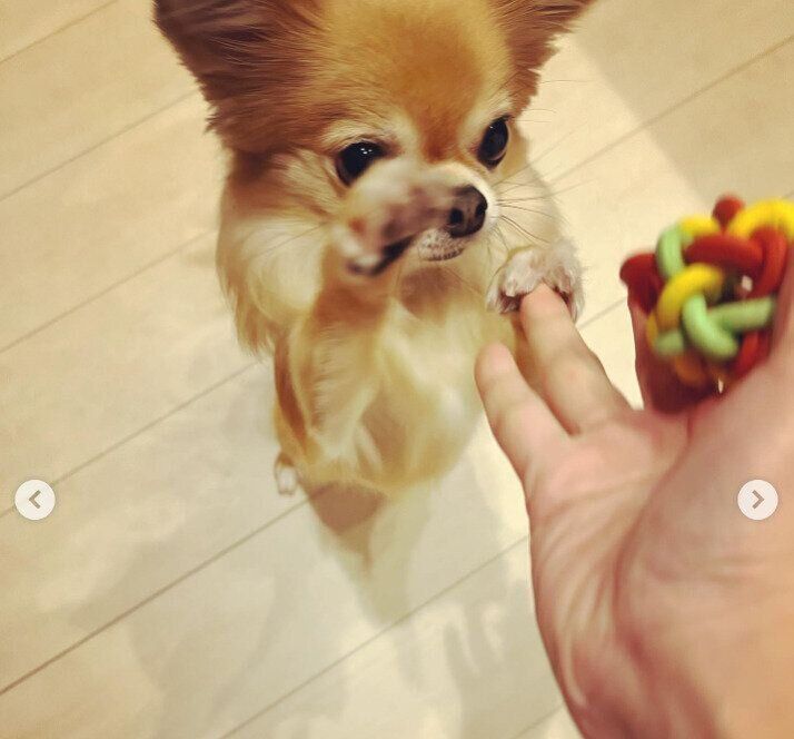 ボール遊びをするこむぎくん