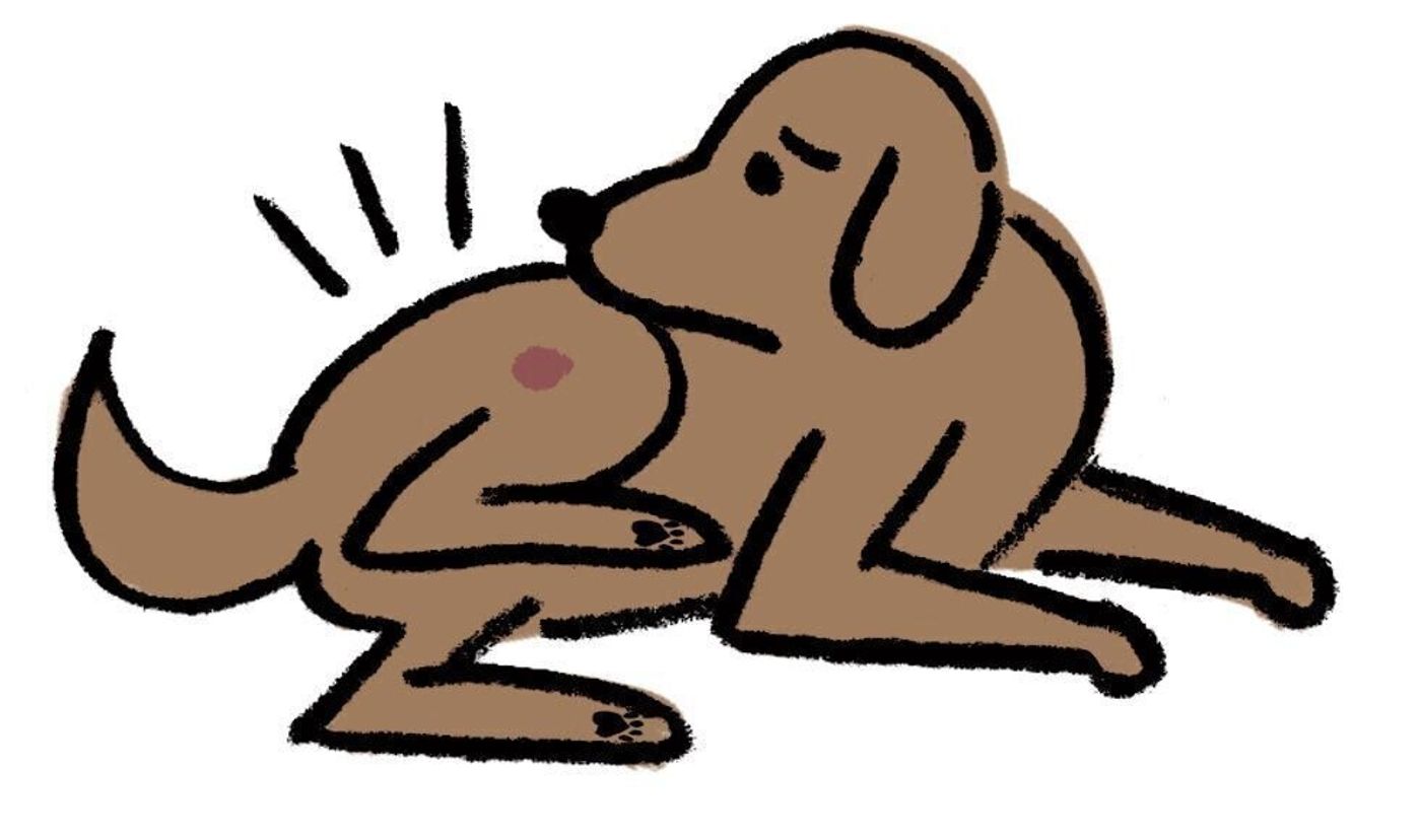 首輪やハーネス シャンプーまで 犬のかゆみの意外な原因 はコレだった いぬのきもちweb Magazine 首輪やハーネス シャンプーまで 犬のかゆみの意外な原因 はコレだった いぬのきもちweb Magazine