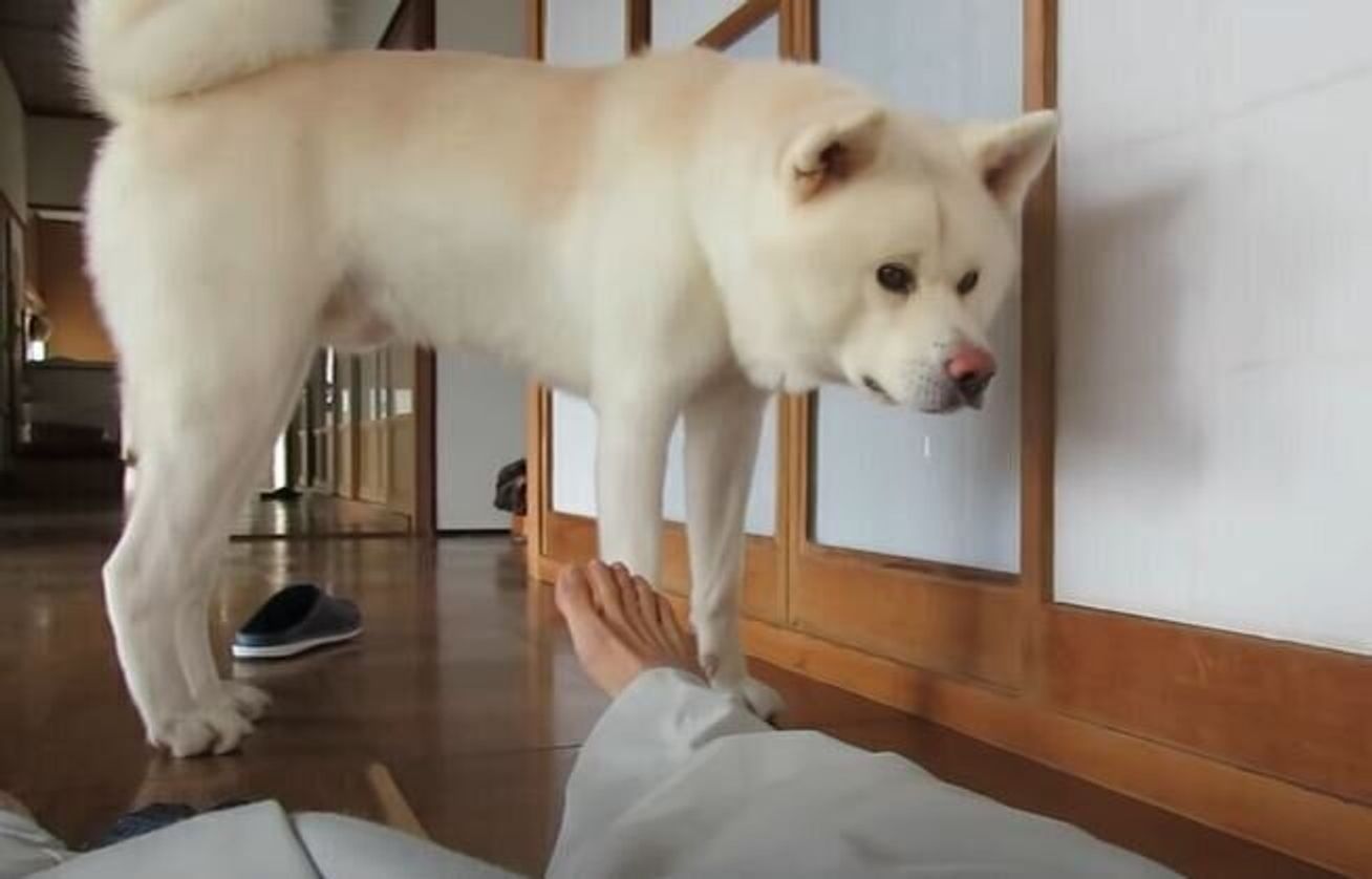 またですか 飼い主さんのお遊びに毎回付き合ってくれる優しい秋田犬 いぬのきもちweb Magazine またですか 飼い主さんのお遊びに毎回付き合ってくれる優しい秋田犬 いぬのきもちweb Magazine