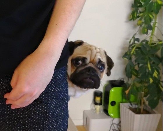 ひょっこりパグ