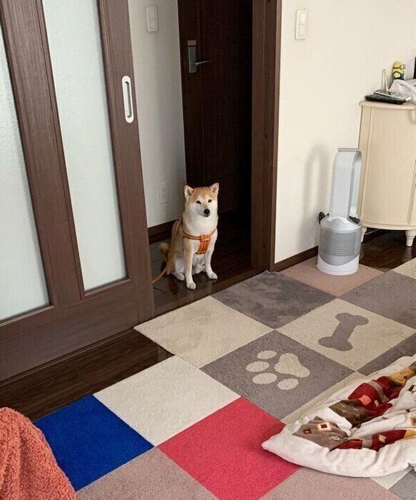 足を拭くのを待つこたろうくん