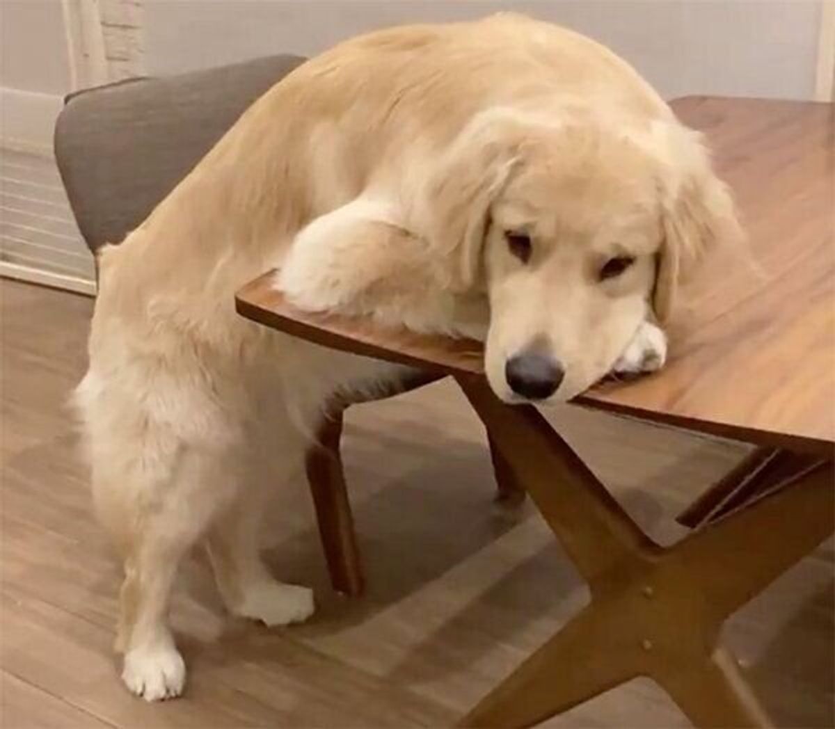 愛犬が 怪しい動き をしているのをペットカメラで目撃 まさかのポーズで待ち構えていた いぬのきもちweb Magazine 愛犬が 怪しい動き をしているのをペットカメラで目撃 まさかのポーズで待ち構えていた いぬのきもちweb Magazine