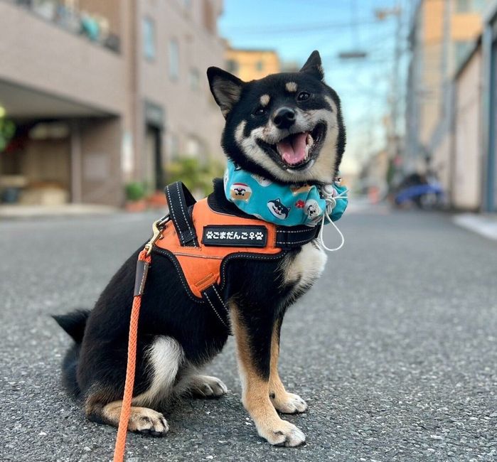 散歩を楽しむごまだんごちゃん