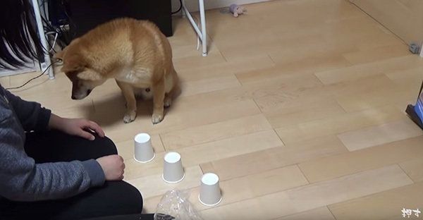 シャッフルゲームに挑戦する柴犬