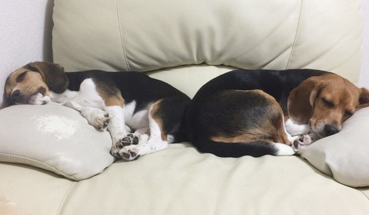 犬がお尻スリスリで前進 かわいい行動だけど 要注意のケースも いぬのきもちweb Magazine 犬がお尻スリスリで前進 かわいい行動だけど 要注意のケースも いぬのきもちweb Magazine