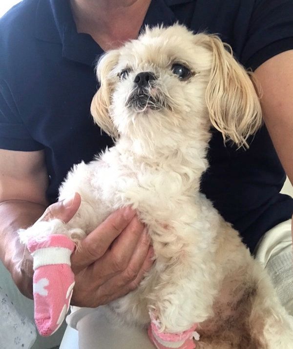 シー・ズーのぼたんちゃん