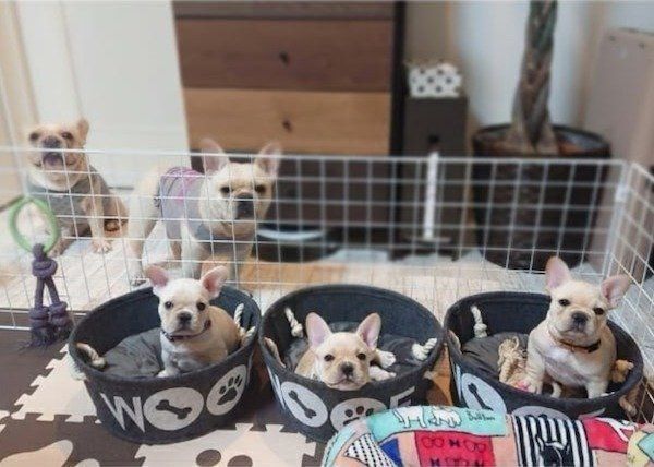 大集合するフレンチ・ブルドッグ家族