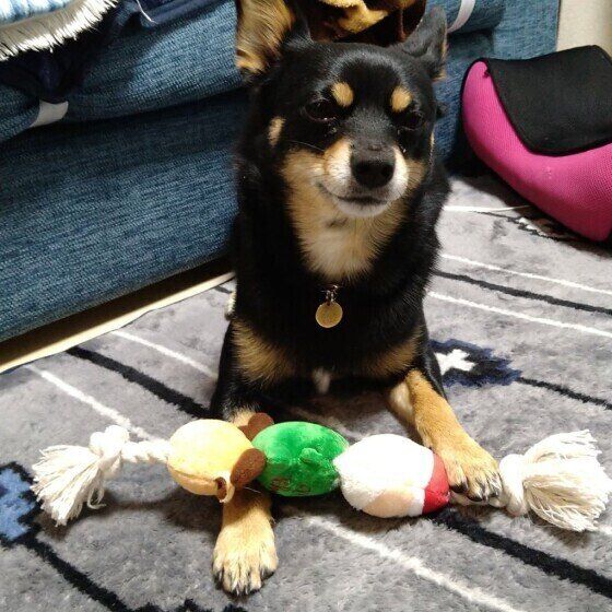 おもちゃで遊ぶ犬