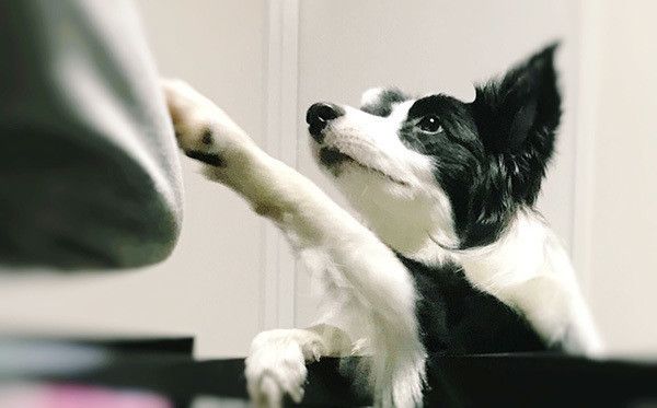 見つめるボーダー・コリー