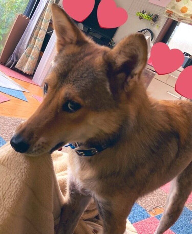 1才当時　毛布を持ってきてくれたときのチェイスくん