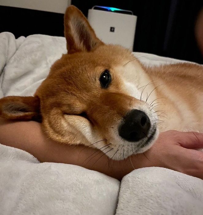 飼い主さんの腕枕でまったりするおだしくん