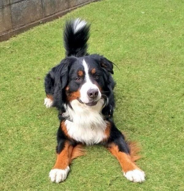 伏せをするココちゃん