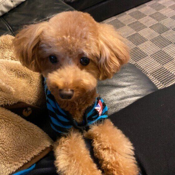 おねだりポーズをするヴェルくん