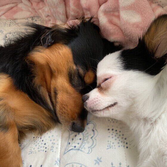 えいとくん（ミニチュア・ダックスフンド）