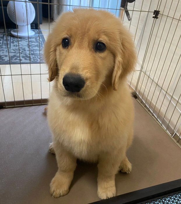 生後4カ月のころに撮影したリリーちゃん