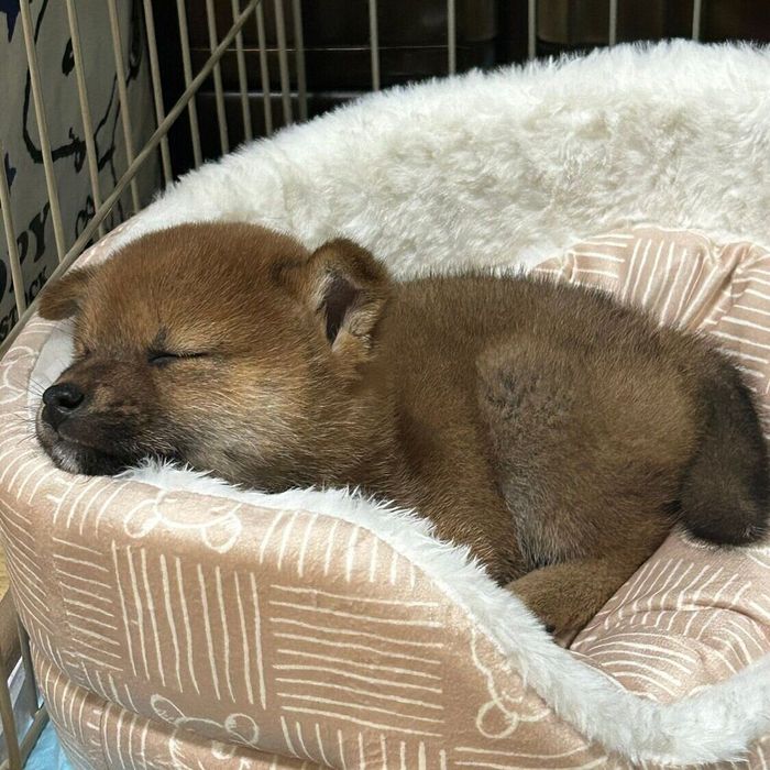お迎えした初日のむぎちゃん(撮影時、生後2カ月)