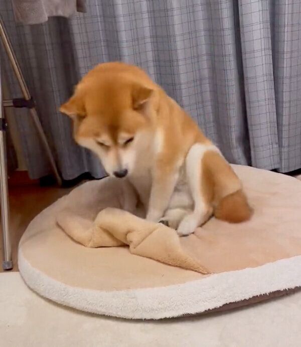 くつろぐさすけくん