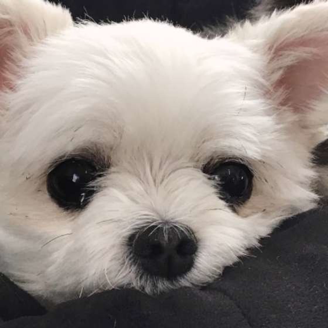 愛犬との おうち時間 を楽しく 一緒にいて楽しい人になる方法 いぬのきもちweb Magazine 愛犬との おうち時間 を楽しく 一緒にいて楽しい人になる方法 いぬのきもちweb Magazine