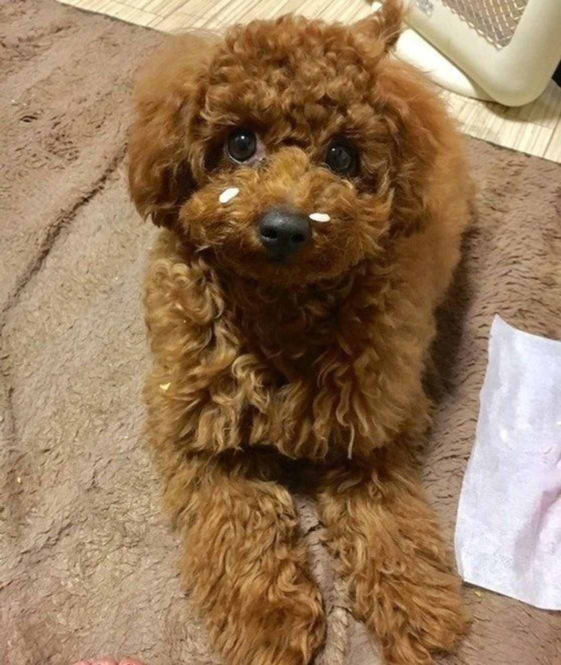 獣医師解説 犬の食物アレルギー対処法や食事管理 おすすめフード いぬのきもちweb Magazine 獣医師解説 犬の食物アレルギー対処法や食事管理 おすすめフード いぬのきもちweb Magazine