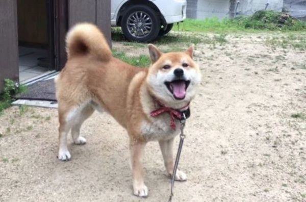 柴犬のてつくん