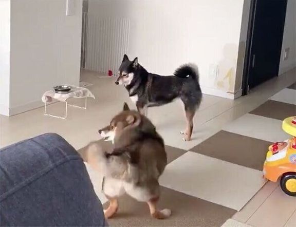 花ダンスをする花ちゃん