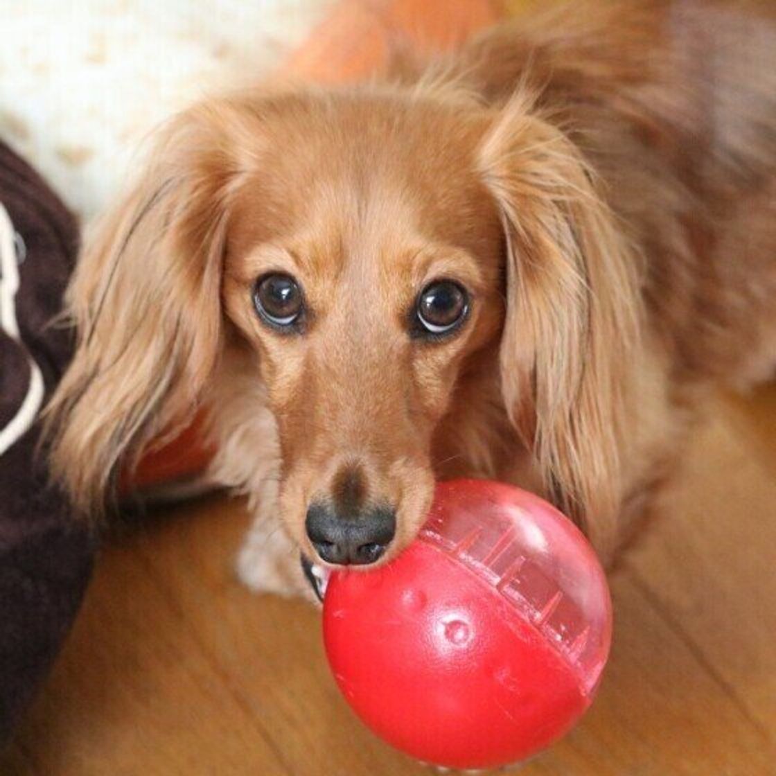 愛犬とおうちでできる サッカー風ボール遊び いぬのきもちweb Magazine 愛犬とおうちでできる サッカー風ボール遊び いぬのきもちweb Magazine