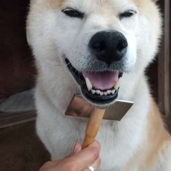 ブラッシングされる柴犬