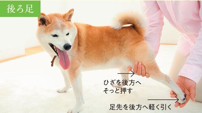 後ろ足のマッサージ