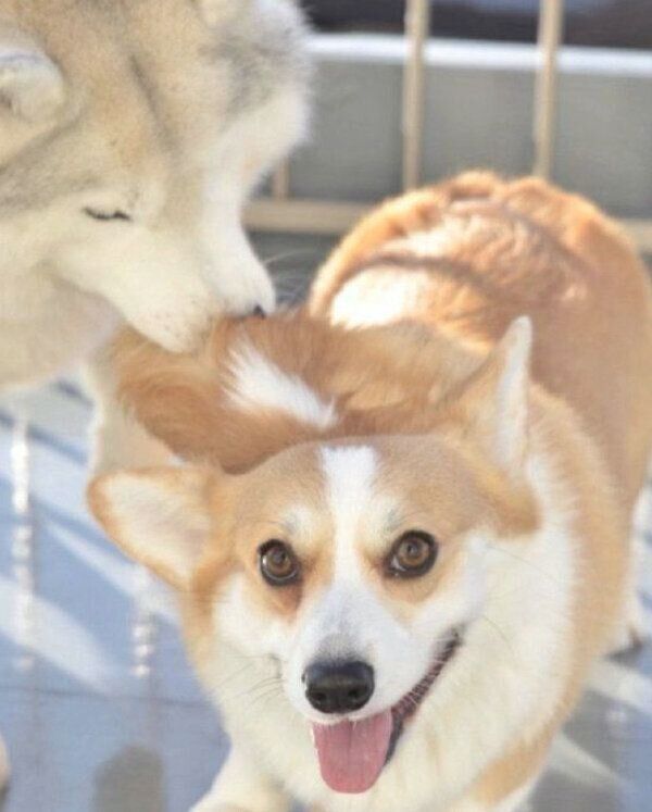 仲良しなムギちゃん、キャリーちゃん