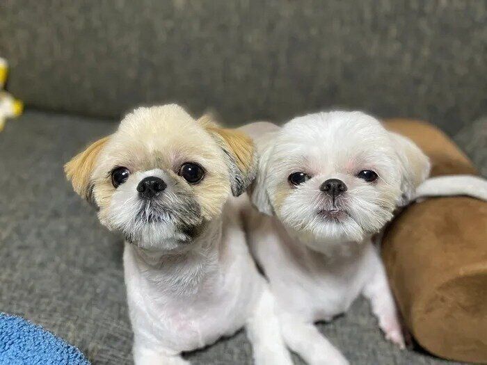 2頭と生活して、飼い主さんも幸せを感じている様子