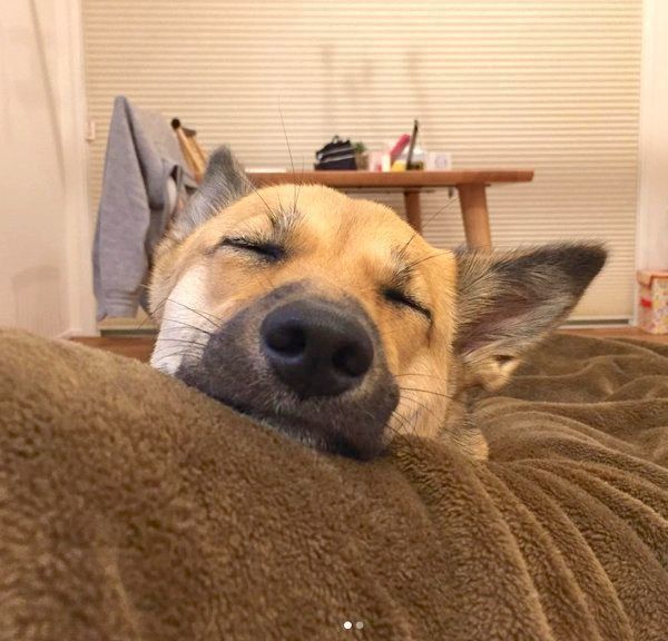 ぐっすり眠るあずきちゃん