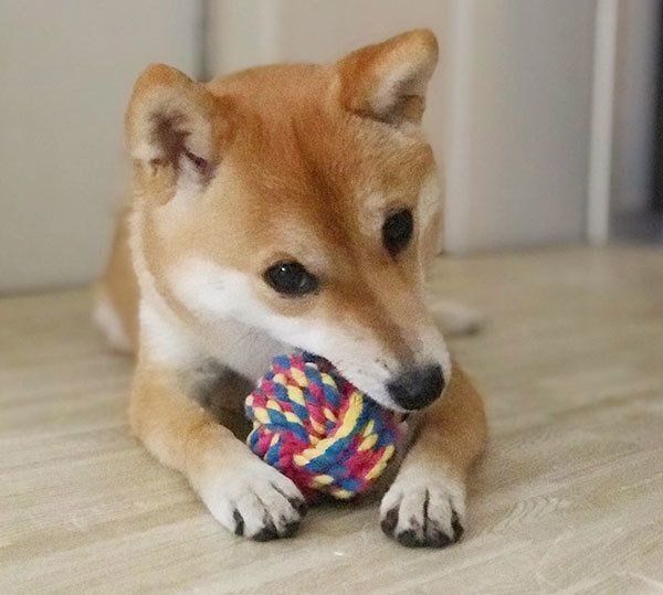 おもちゃで遊ぶ豆柴