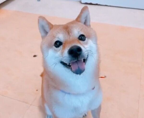 トリミングサロンのお姉さんに「褒めて〜」とアピールするちくわくん