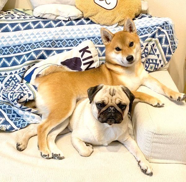 仲良く寄り添う柴犬・アキちゃんとパグ・ラルくん