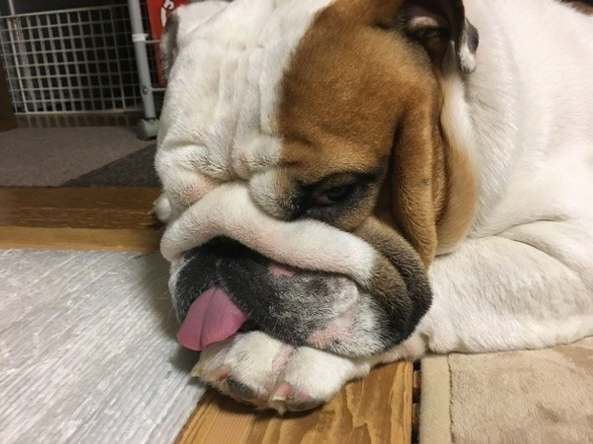 獣医師監修 犬の体温が高い 平熱は何度 測る方法は こんな犬種は要注意 いぬのきもちweb Magazine 獣医師監修 犬の体温が高い 平熱は何度 測る方法は こんな犬種は要注意 いぬのきもちweb Magazine
