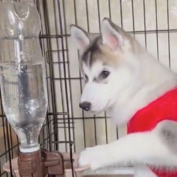 泡の前で固まる琥珀ちゃん