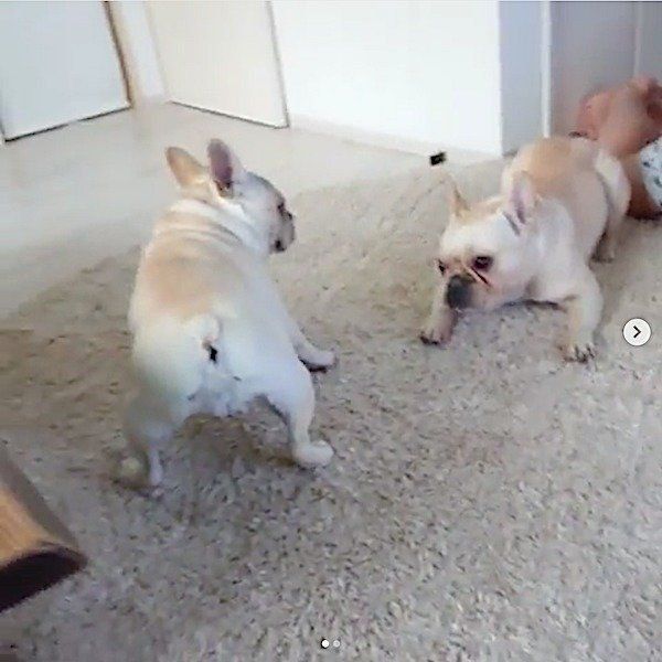 父ちゃんをめぐって戦うフレンチ・ブルドッグ