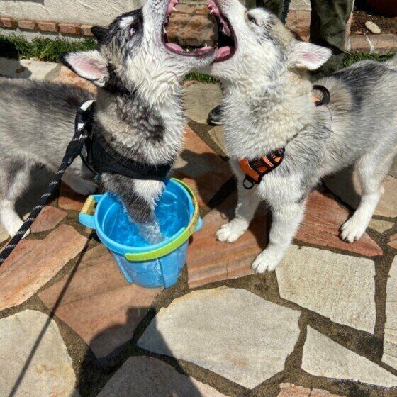 じゃれ合うシベリアン・ハスキー