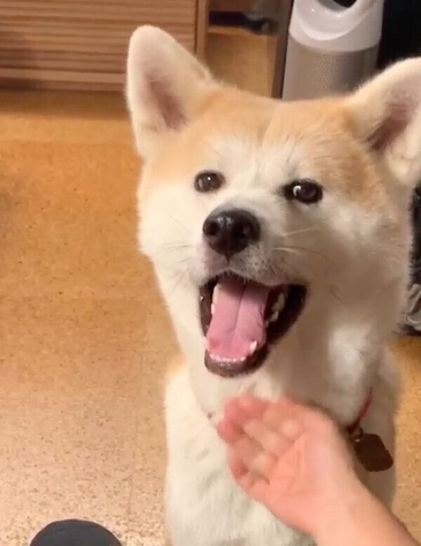 パパさんにナデナデしてもらうジロウくん