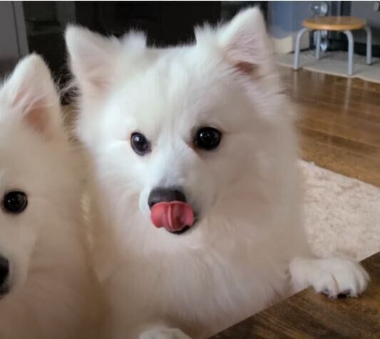 日本スピッツ　4兄妹