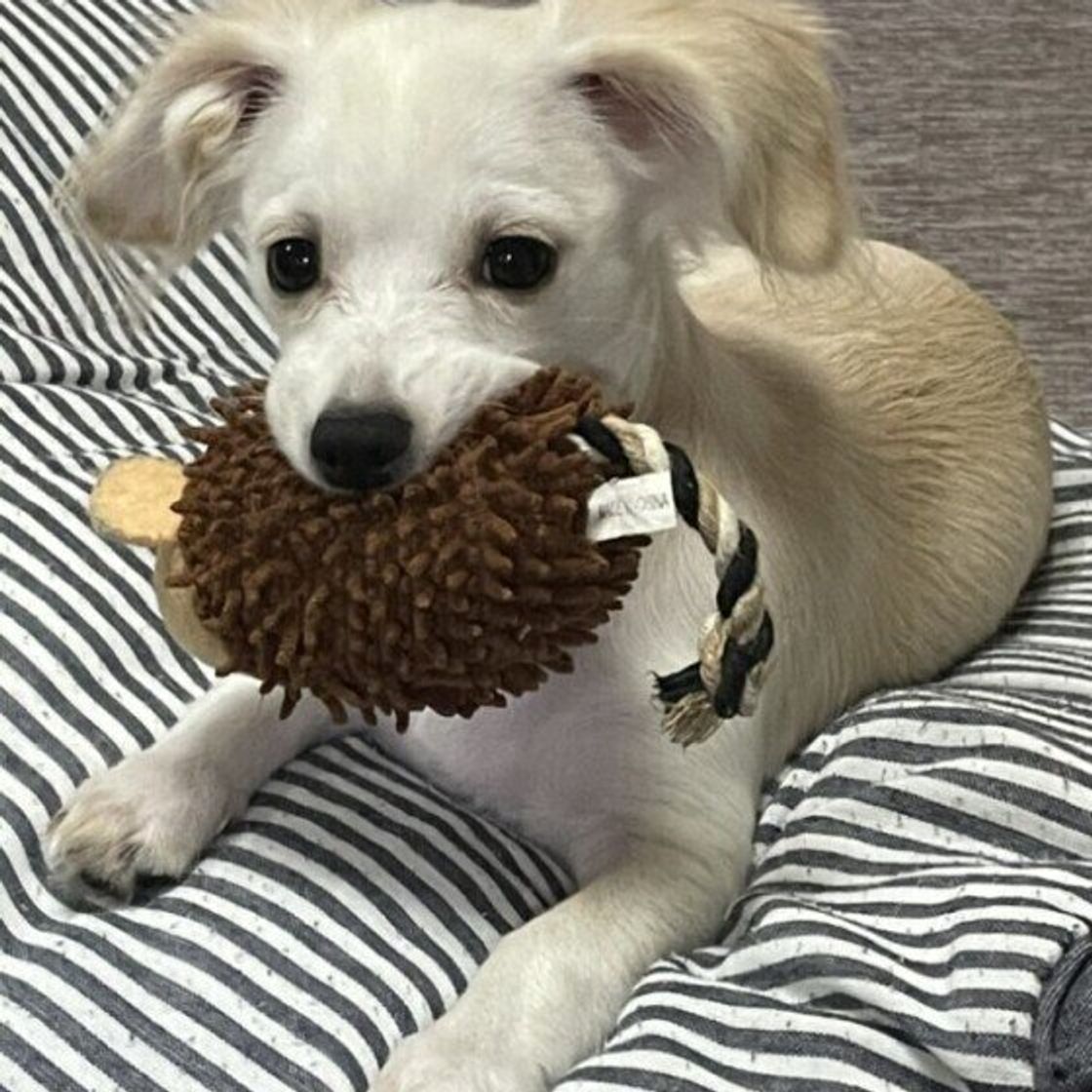 犬が 夢中になるおもちゃ は何 ボール ロープ ぬいぐるみ 人気アイテムを調査 いぬのきもちweb Magazine 犬が 夢中になるおもちゃ は何 ボール ロープ ぬいぐるみ 人気アイテムを調査 いぬのきもちweb Magazine