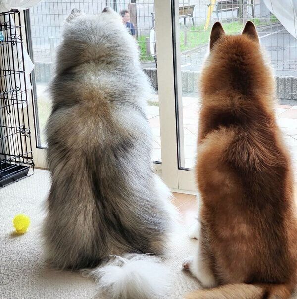 外を眺めるバンデくん、グーテくん