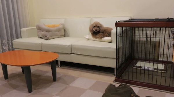 見つめるトイ・プードル