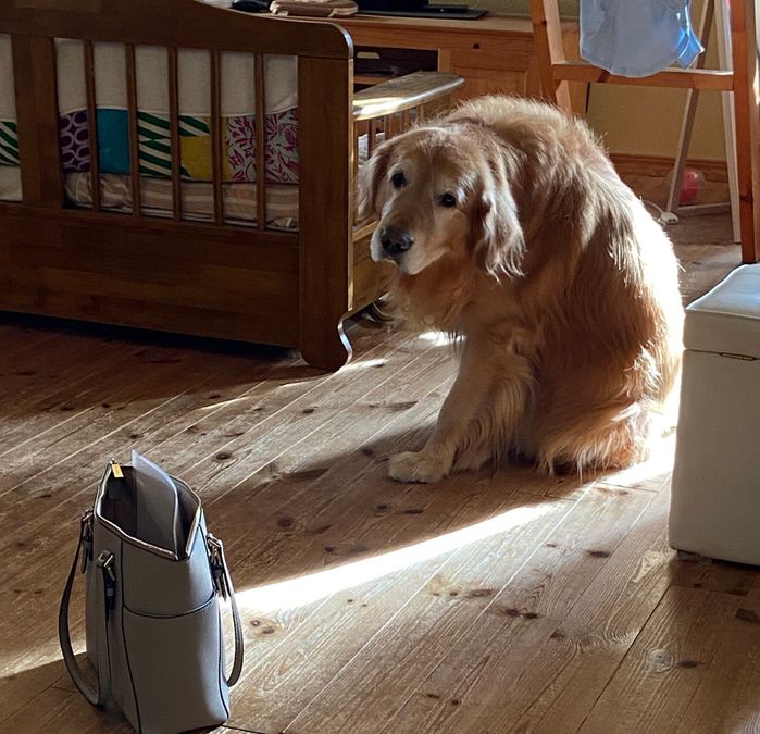 別の日、椅子の隣に座るすまちゃん