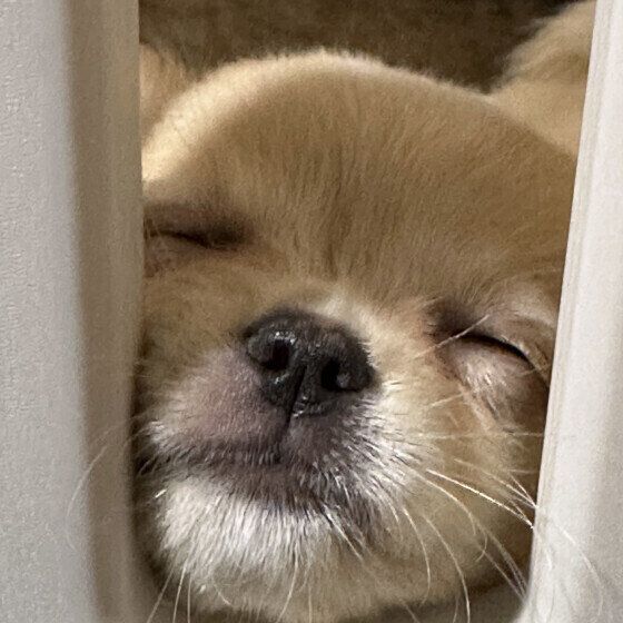 犬を「トントン」して寝かしつけることはできるの？ 愛犬をぐっすり眠らせる方法とは いぬのきもち