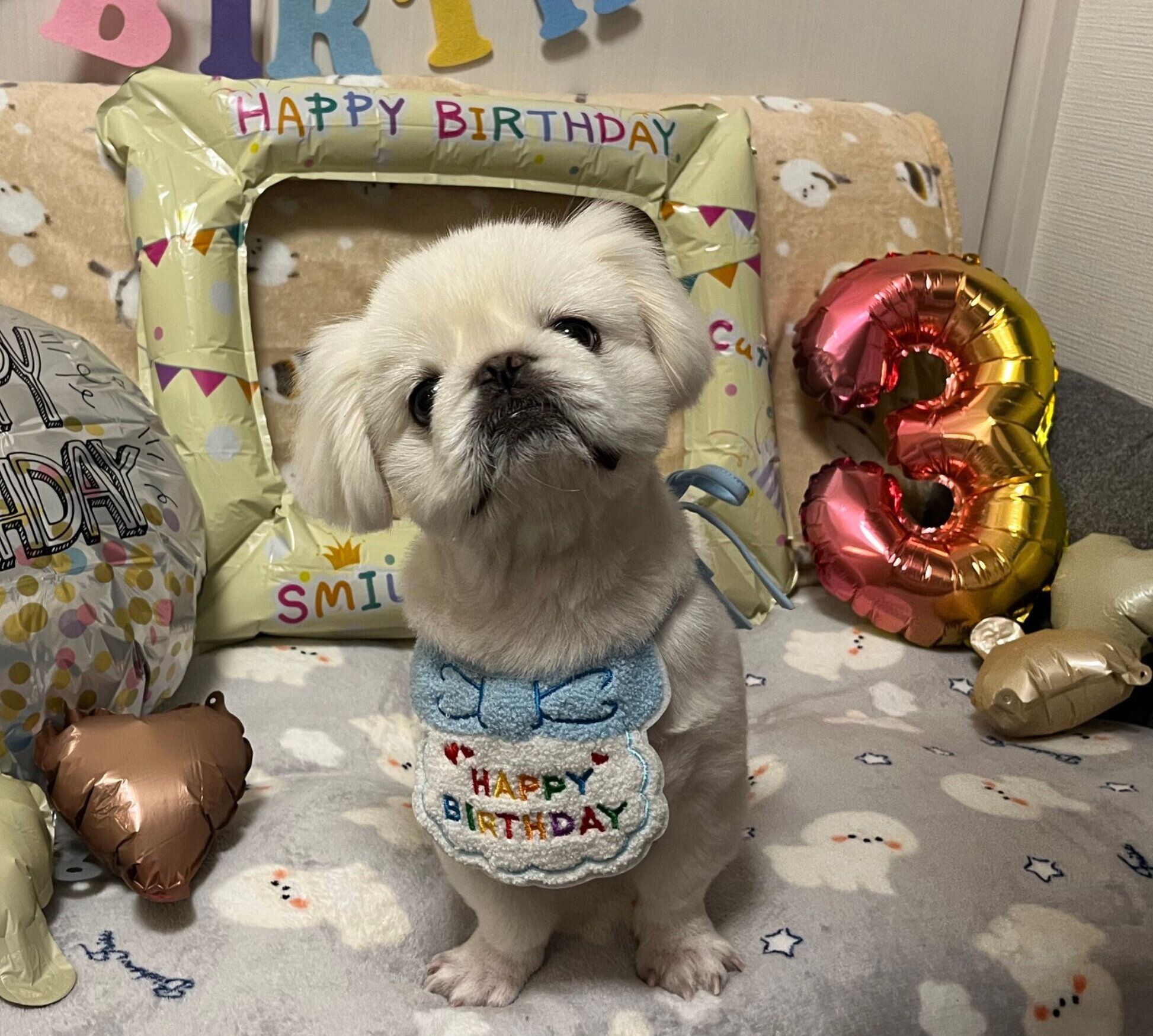 3才の誕生日を迎えたしらたまくん