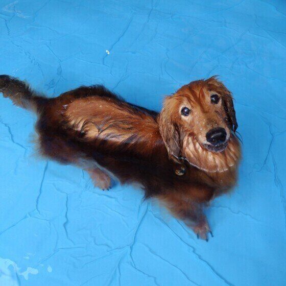 犬の水中毒が起こる原因と症状とは 犬の水遊びでの大量飲水に注意！ いぬのきもち