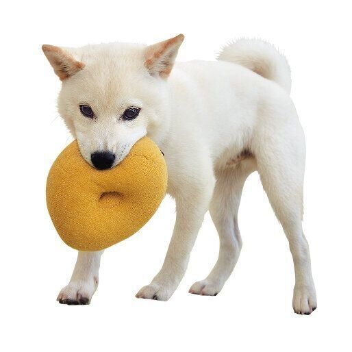 犬の噛みを悪化させる 愛犬に噛まれたときにしてはいけない対応 いぬのきもちweb Magazine